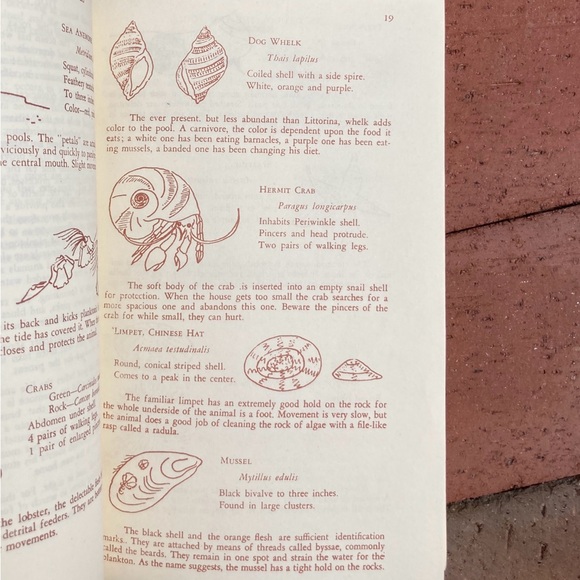 1971 Marginal Way Guide To Natural History Of Seacoast Area Maine New England - Picture 5 of 12